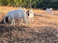 Echki, Boer goat — 7-rasm