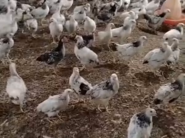 Chickens