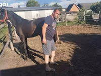 घोड़ी, Dutch warmblood horse — फ़ोटो 5