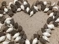Quails — 照片 1