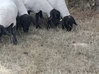 Ovca, Baerchuke sheep — fotografija 2