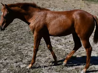 雌馬, Quarter Horse — 写真 6