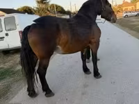 Кобила, Hungarian horse breed — фото 1