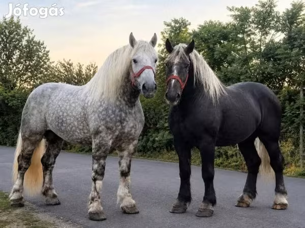 Pastuv, Percheron