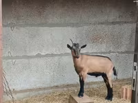 Boucs, Alpine goat — photo 2