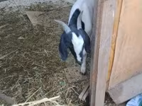 Koza, Nubian Goat — fotografija 5