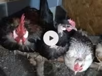 Chickens — 写真 1