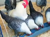Chickens — fotografija 4