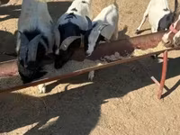 母山羊, Dutch Landrace goats — 照片 3