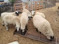 Owca, Suffolk sheep — zdjęcie 3