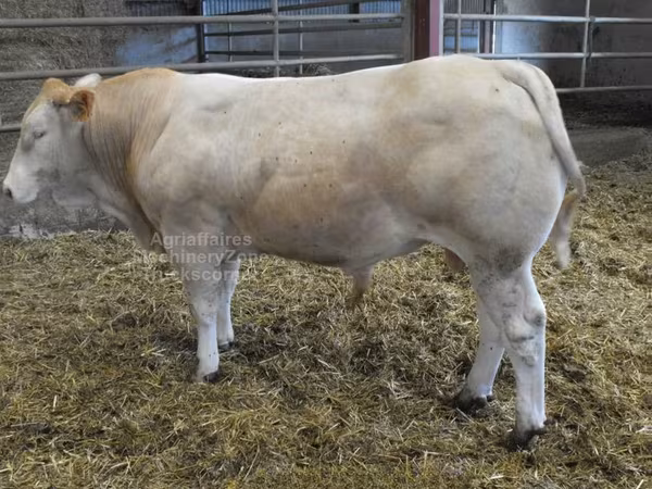 Bik, Blonde d’Aquitane cattle
