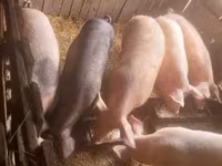 Säue, Schweine — Foto 5