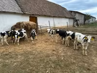 Bull, Holstein breed — photo 2