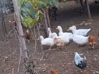 Ducks — zdjęcie 5