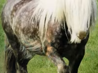Pastuv, Gypsy horse — fotografija 2