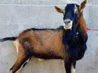 Goat, Alpine goat — photo 4