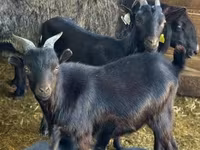 Jarac, Dutch Landrace goats — fotografija 3