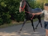 Pastuv, Lipizzaner — fotografija 1