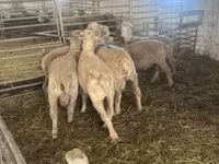 Qoç, Merino sheep — foto 2
