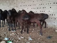 Ovan, Hissar sheep — fotografija 3
