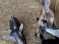 公山羊, Goats — 照片 5
