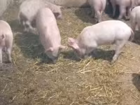 Schweine (Partie, Geschlecht nicht angegeben), Schweine — Foto 5