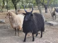भेड़, Racka sheep — फ़ोटो 3