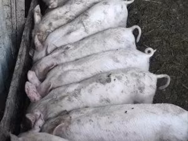 Locha, Świnie — Węgry