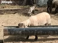 Widder, White Suffolk sheep — Foto 2