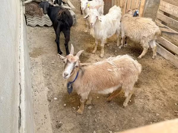 Chèvre, Chèvres