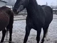حصان, Lipizzaner — الصورة 3