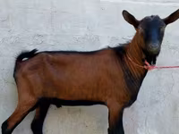 Jarac, Alpine goat — fotografija 4