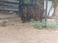 عنزة, الماعز — الصورة 1
