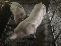 Knur, Świnie — zdjęcie 2