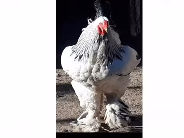 Brahma