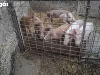 母猪, Дюрок — 照片 2