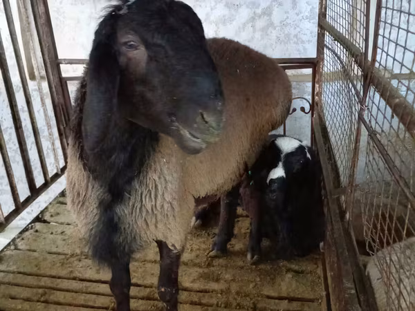雄羊, Blackheaded Persian sheep
