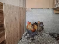 Brahma — foto 3