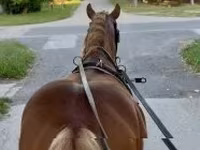 Koń, Haflinger — zdjęcie 3