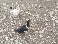 Ducks — photo 5