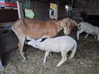 Cabra, Cabras — foto 1