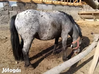 Horse (M), Appaloosa — photo 1