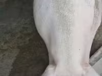Säue, Schweine — Foto 4