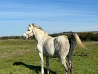 Pastuv, Коњи — fotografija 1
