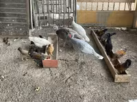 Turkeys — foto 5