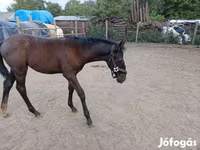 Kobila, Lipizzaner — fotografija 1