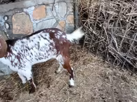 Goat, Beetal goats — photo 4