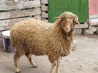 Bélier, Moutons — photo 8