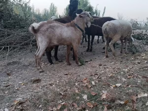 Kozy (partia, płeć nieokreślona), Kozy
