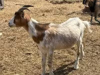 Billy Goat, Goats — photo 3